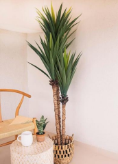 The Mia CCK0301 Yucca Yapay 3 Dallı Yeşil Ağaç 180 Cm